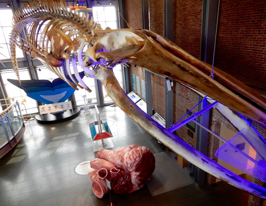 6. Squelette d'une baline bleu de 20 mètres de long et une reconstitution de son coeur